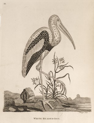 Lot 117 - Pennant (Thomas). Indian Zoology, 2nd edition, 1790