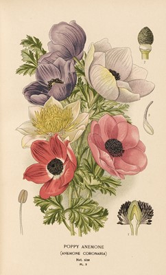 Lot 127 - Step (Edward). Favourite Flowers of Garden and Greenhouse, 4 volumes, London: Warne & Co., 1896-97