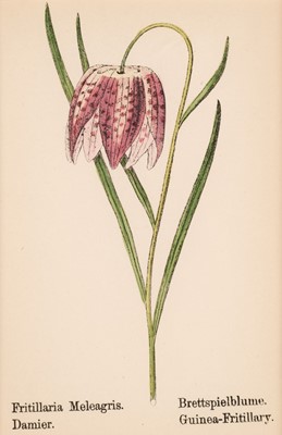 Lot 191 - Botanical. A collection of approximately 250 prints, mostly 19th and 20th-century