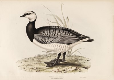 Lot 31 - Gould (John). A collection of 12 Water & Sea Birds [1832-37]