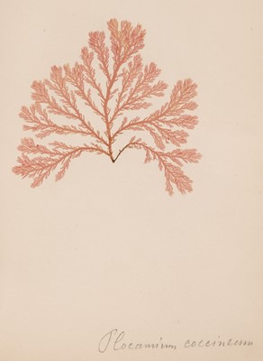 Lot 368 - Marine Algae. An album of pressed seaweed specimens, [France], late 19th century