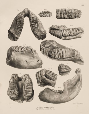 Lot 95 - Falconer (Hugh & Cautley, Proby T.). Fauna Antiqua Sivalensis, 9 original parts, 1845-49