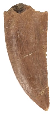 Lot 480 - Theropod Tooth. A Therapod tooth, from the Cretaceous of Taous (Kem Kem), Morocco