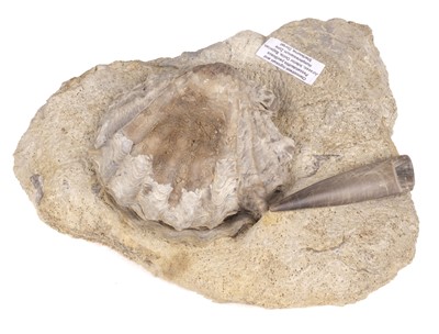 Lot 471 - Fossil Display. A fossilised scallop and belemnite, from the mid-Jurrasic found in Yeovil, Somerset