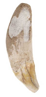 Lot 481 - Tooth. A fossilised Cave Hyena tooth from the Pleistocene period approximately 25,000 years old