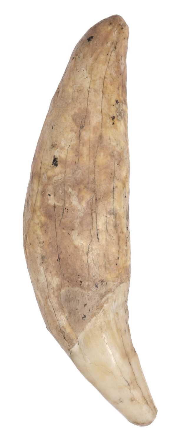 Lot 469 - Cave Bear Tooth. A fossilised cave bear tooth, Pleistocene period, approximately 25,000 years old