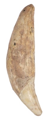 Lot 469 - Cave Bear Tooth. A fossilised cave bear tooth, Pleistocene period, approximately 25,000 years old