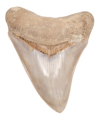 Lot 477 - Megalodon Tooth. A Megalodon tooth, from the Miocene period, found in Java, Indonesia