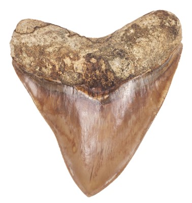 Lot 478 - Megalodon Tooth. A Megalodon tooth, from the Miocene period, found in Java, Indonesia