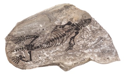 Lot 472 - Fossil Reptile. A fossilised Barasaurus reptile preserved in a nodule