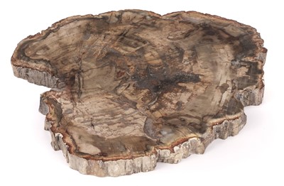 Lot 474 - Fossilised Wood. A large fossilised wood slice from the Triassic Period