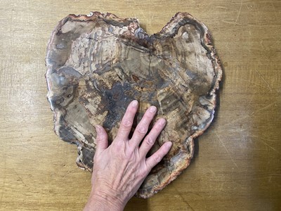 Lot 474 - Fossilised Wood. A large fossilised wood slice from the Triassic Period