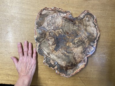 Lot 474 - Fossilised Wood. A large fossilised wood slice from the Triassic Period
