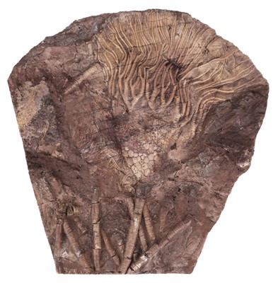 Lot 470 - Fossil Crinoid. A fine example of a Scyphocrinite species