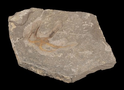 Lot 473 - Fossilised Starfish. A Brittlestar, Ophiuroidea from the Middle Ordovician period