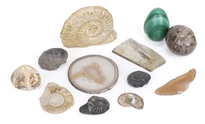 Lot 475 - Fossils & Minerals. A Hildoceras Ammonite, Jurrasic period and other items