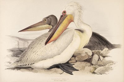 Lot 47 - Lear (Edward & Gould J.). Five lithographs originally published in The Birds of Europe [1832-37]