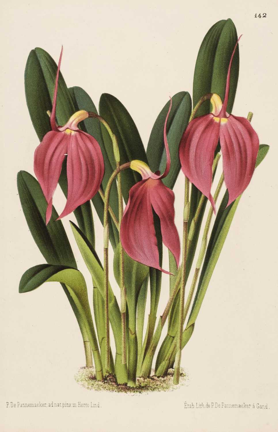 Lot 10 - Botany. A collection of approximately 100