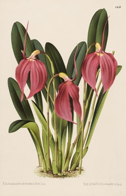 Lot 10 - Botany. A collection of approximately 100 prints, circa 1880