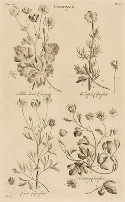 Lot 41 - Hill (John). A collection of approximately 55 botanical prints, circa 1757