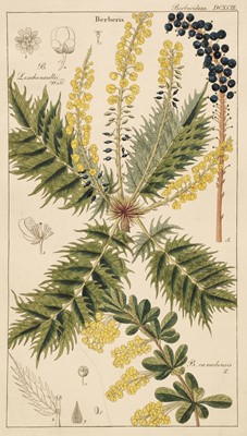 Lot 12 - Botany. Kirchner (J. & others), A collection of approximately 65 engravings, circa 1840