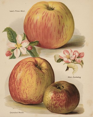 Lot 27 - Fruit. A collection of approximately 150 prints, early 20th-century