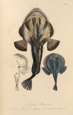 Lot 337 - Lacépède (Bernard Germain de). Histoire naturelle des quadrupedes, plates only, 1832-33