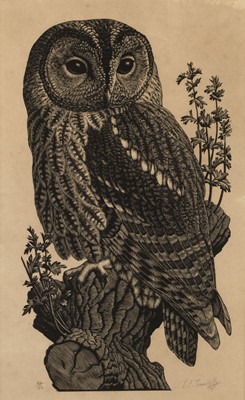 Lot 92 - Tunnicliffe (Charles Frederick, 1901-1979). Tawny Owl perched on a branch