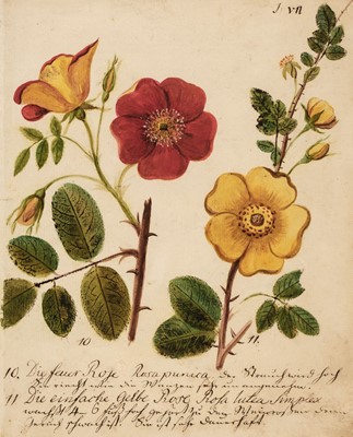 Lot 5 - Botany. Waizmann (Thomas). A Collection of Seven Watercolours, circa 1810