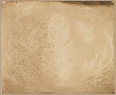 Lot 87 - Photogenic Drawing. Salted paper print of feathers and grasses, c. 1840s