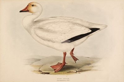 Lot 151 - Gould (John & Elizabeth). Snow Goose [1832 - 37]