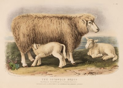 Lot 57 - Low (David). The Breeds of the Domestic Animals of the British Islands, 1842