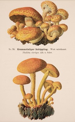 Lot 149 - Fungi. A collection of approximately 130 prints, late 19th & early 20th century