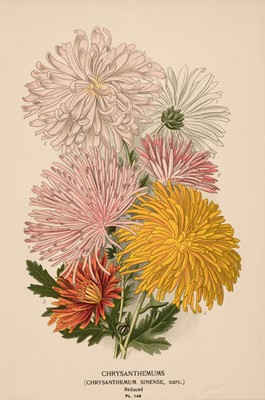 Lot 143 - Botany. A collection of approximately 300 prints, late 19th & early 20th century