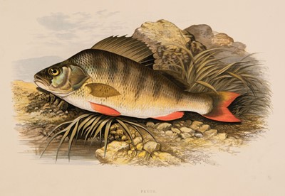 Lot 92 - Houghton (William). British Fresh-Water Fishes, 2 volumes, 1st edition, 1879