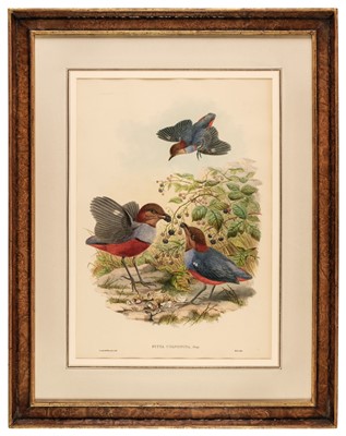 Lot 265 - Gould (John, 1804-1881). Six lithographs of Pittas [1875 - 88]