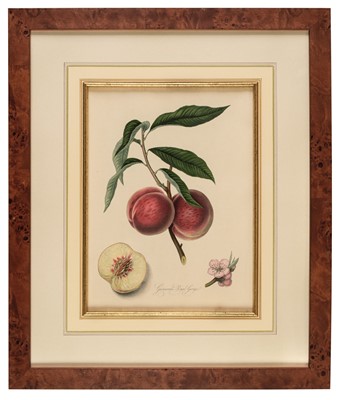 Lot 269 - Hooker (William, 1779-1832). Four Engravings of Fruit [1818]