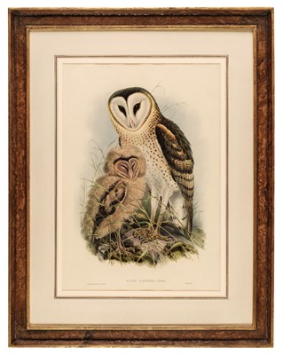 Lot 264 - Gould (John, 1804-1881). Four Lithographs of Owls, [1862 - 73]