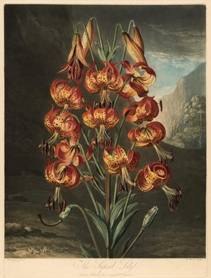 Lot 304 - Thornton (Robert John, 1768-1837). The Superb Lily, June 1st. 1799