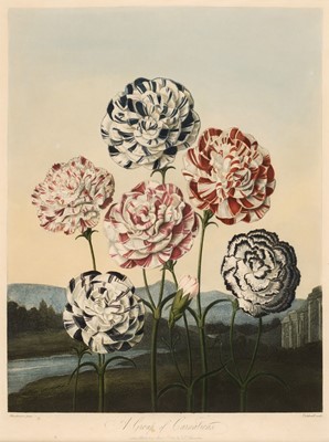 Lot 303 - Thornton (Robert John, 1768-1837). A Group of Carnations, April 2nd 1803