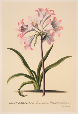 Lot 32 - Ehret (G. G.). A collection of 216 facsimile botanical prints, late 20th-century