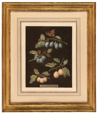 Lot 249 - Brookshaw (George, 1751-1823). Two plates of Plums & Raspberries, plates XXII & IV, 1812