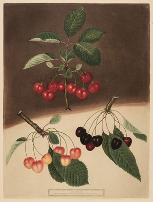 Lot 248 - Brookshaw (George, 1751-1823). Four plates of Fruit, plate numbers VII, XV, XCIII & LXVII, 1812