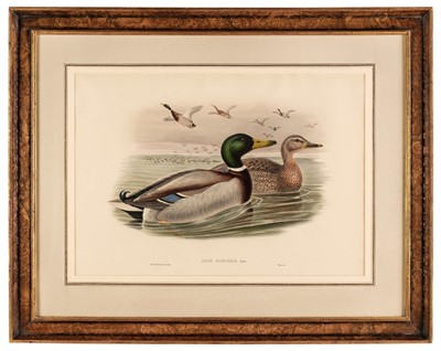 Lot 263 - Gould (John, 1804-1881). Four Lithographs of Ducks [1862 - 73]