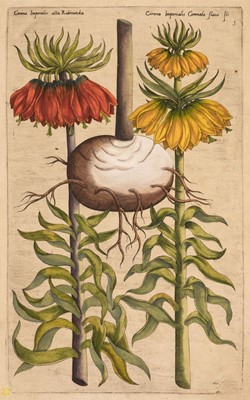 Lot 302 - Sweert (Emanuel, 1552-1612). Fifteen Botanical Engravings [1612 or later]