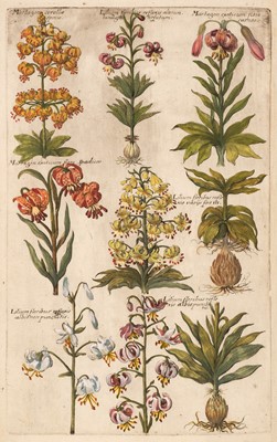 Lot 252 - De Bry (Johann Theodor, 1561-1623). Twenty-seven Botanical Engravings, circa 1641