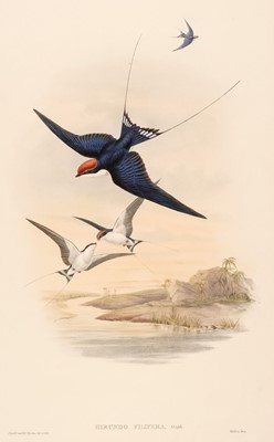 Lot 266 - Gould (John, 1804-1881). Six lithographs of Swallows [1850 - 83]