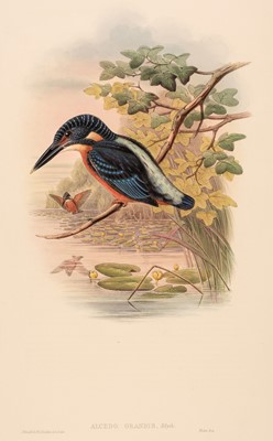 Lot 259 - Gould (John, 1804-1881). Alcedo Grandis [1862 - 73]