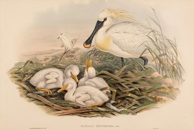 Lot 262 - Gould (John, 1804-1881). Five lithographs of Storks and Egrets [ [1832 - 73]