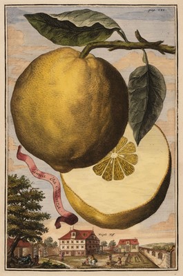 Lot 308 - Volckamer (Johann Christoph, 1644-1720). Ten Engravings of Citrus Fruit [1708 - 14]